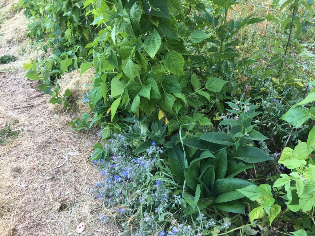 Consoudes et bourraches se plaisent au pied dans cette ambiance rafraichie malgré la canicule, alors que seules plein Ouest ils grillent.