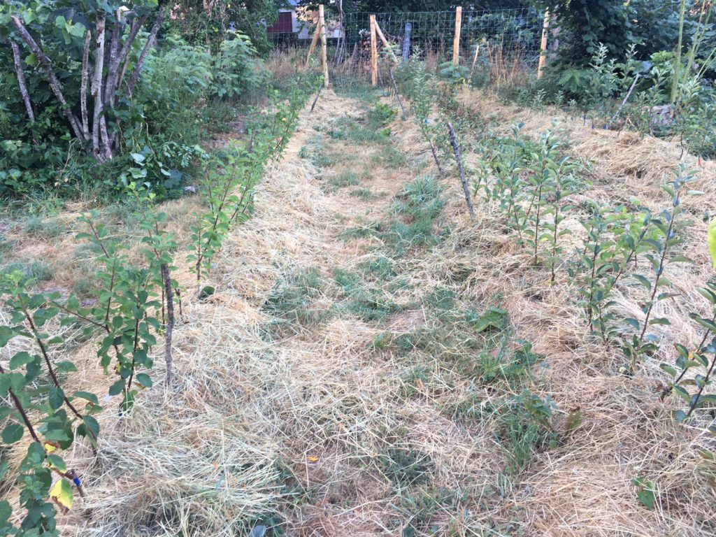 Paillage multi-couches avec la dernière au foin pour limiter la chauffe au pied des arbres et dans la pépinière