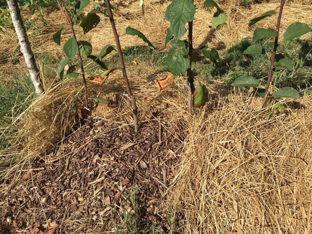 Oubli de la couche de finition du paillage avec du foin... Brûlure des feuilles basses des jeunes plants de fruitiers