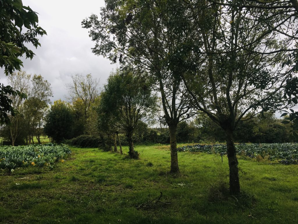 Haie pour réaliser des fagots fourragers pour l'hiver et du bois de chauffage