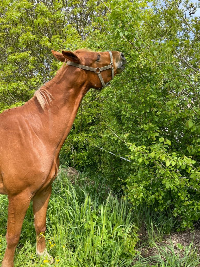 Cheval se nourrissant dans une haie fourragère (17)