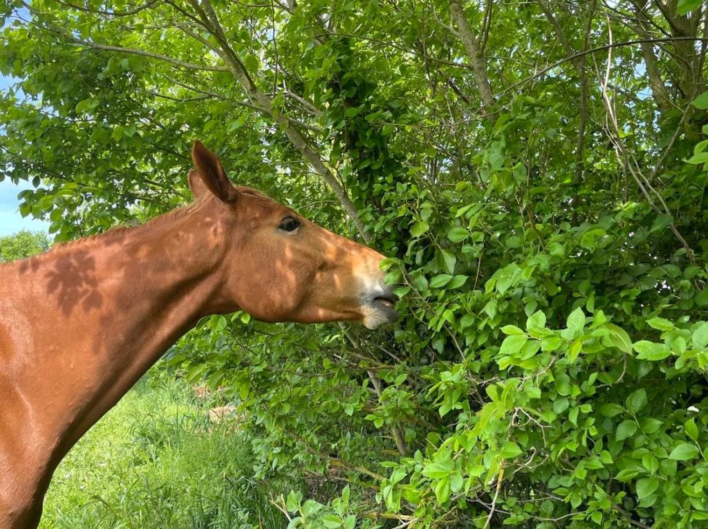 Cheval dégustant un arbre fourrager sur une équipiste