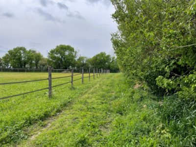 Haies fourragères pour les chevaux