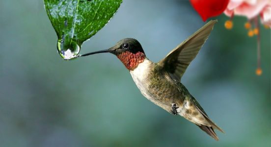 Un colibri faisant sa part