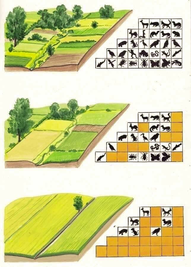 Une image vaut mille mots : Biodiversité présente en fonction de la santé du bocage.